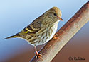 Carduelis spinus